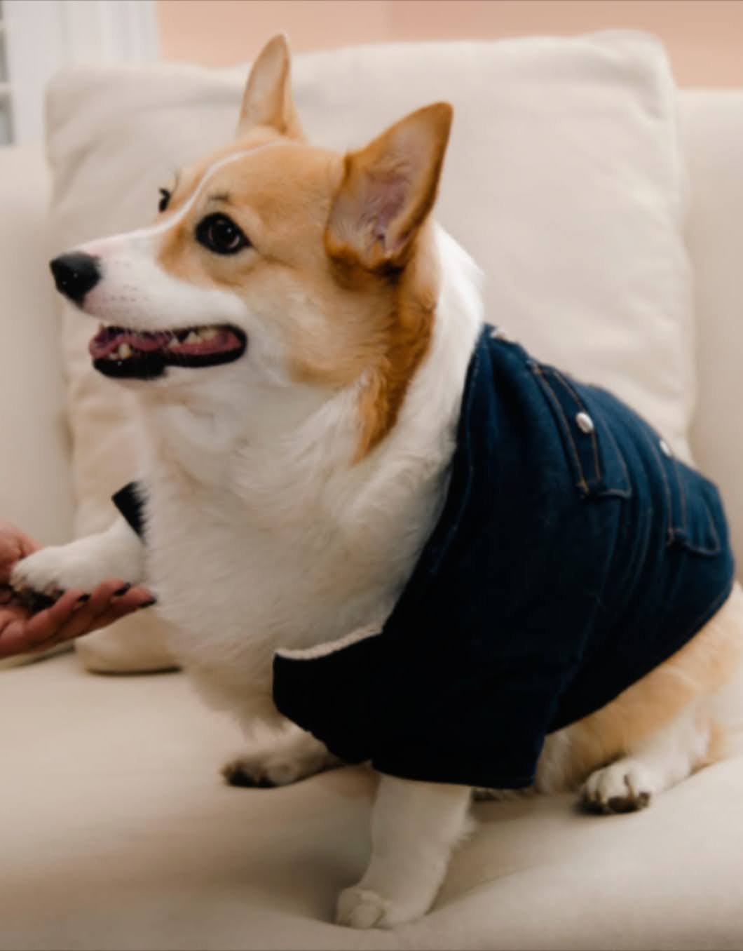 Mia in her denim jacket giving a paw