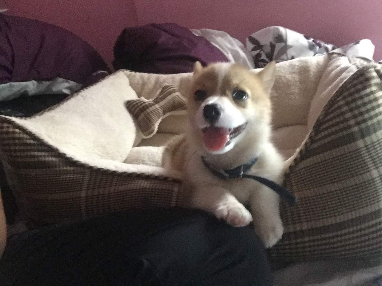 Puppy Mia in her plaid dog bed