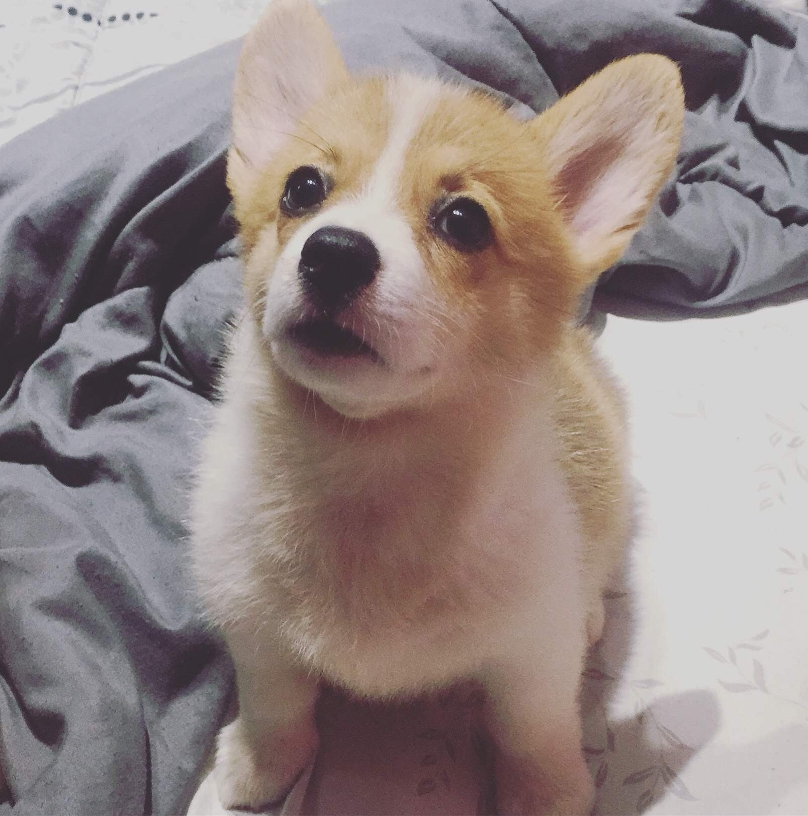 Puppy Mia close-up